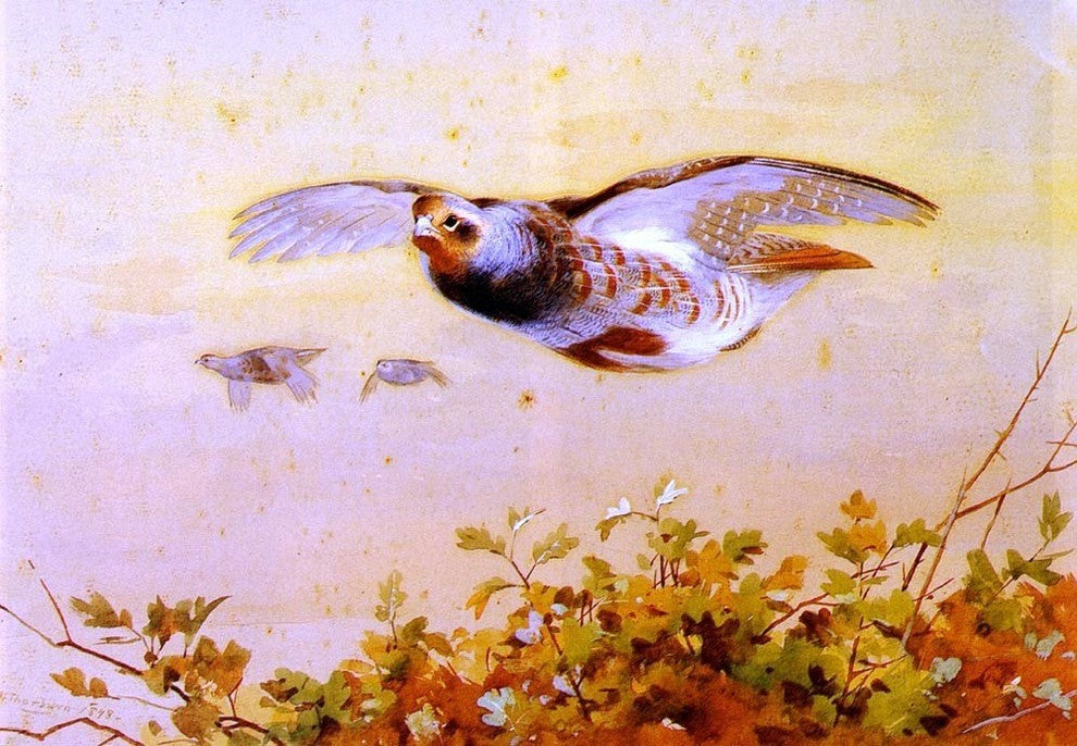 Archibald Thorburn English Partridge In Flight Gallery Wrapped Canvas Print