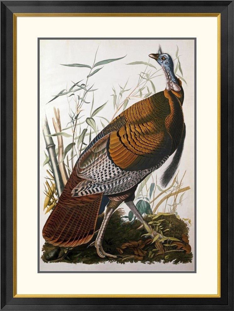 "Wild Turkey, Male" Framed Digital Print by John James Audubon, 30x40"