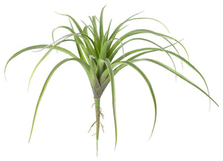 LARGE ARTIFICIAL AIR PLANT