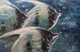 Grouping Angelfish (Small Size)