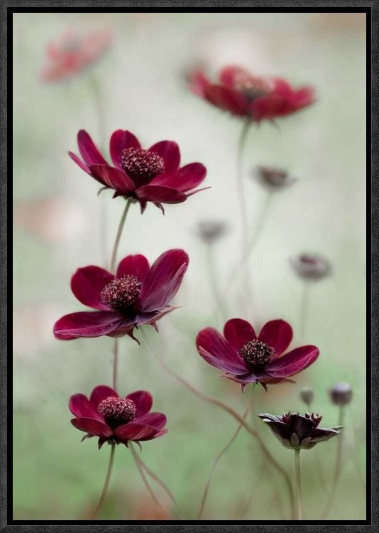 "Cosmos Sway" Framed Canvas Giclee by Mandy Disher, 12x17"