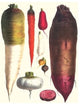Tubers- Fine Art Giclee Print 24" x 36"