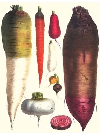 Tubers- Fine Art Giclee Print 24" x 36"