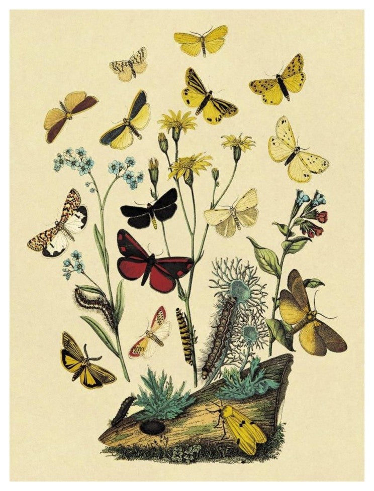 "Moths: C. Miniata, S. Aurita, et al." Paper Print by W. F. Kirby, 26"x34"
