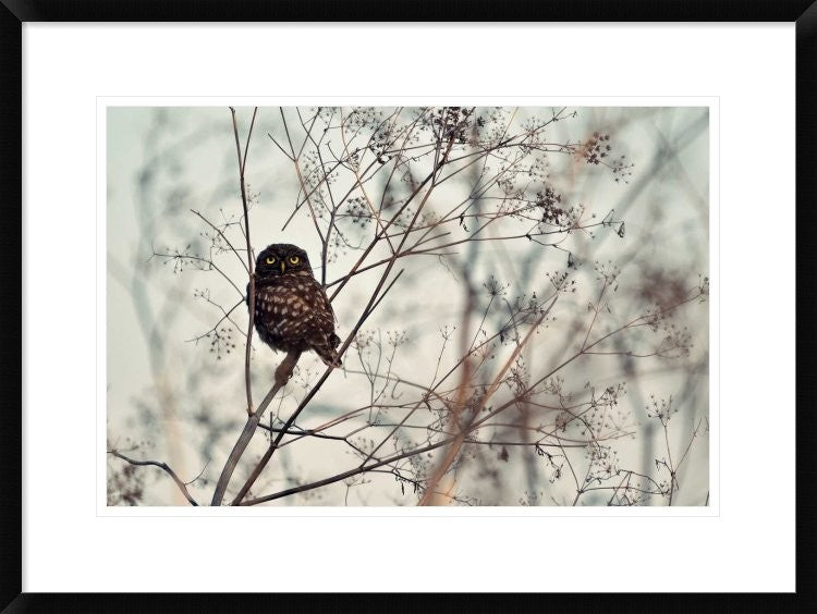 "Look At Me" Framed Digital Print by Emilian Avramescu, 30x22"