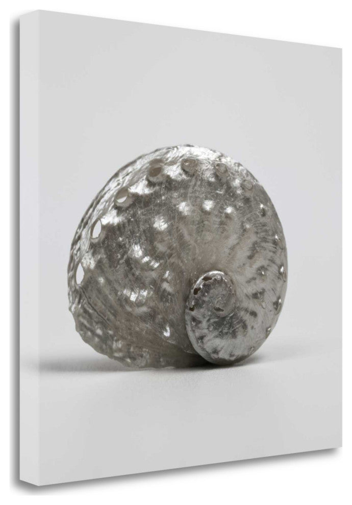 22" Contemporary Metallic Silver Shell Print on Gallery Wrap Canvas Wall Art