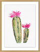 Pink Blooming Cacti 1