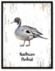 Northern Pintail Bird Canvas Print, 28"x37"