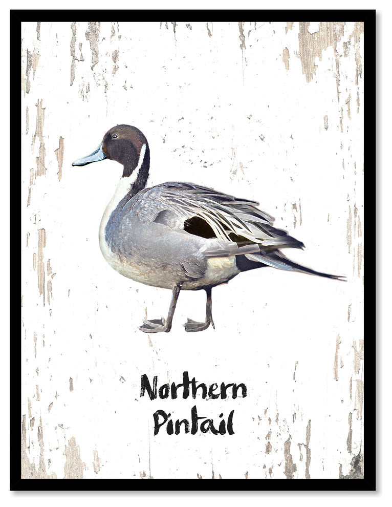 Northern Pintail Bird Canvas Print, 28"x37"