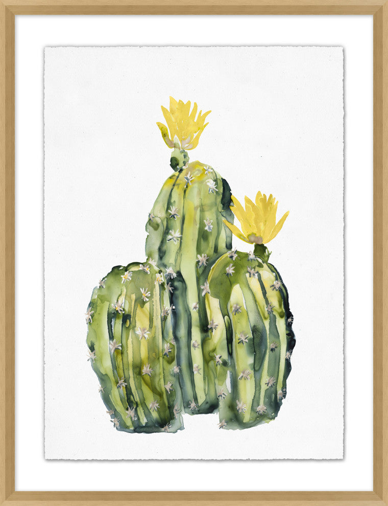 Yellow Blooming Cacti 2