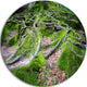 Green Wild Deep Moss Forest, Landscape Round Wall Art, 36"