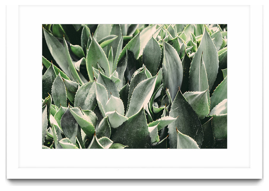 "Plants" Matted and Framed, 36"x52"