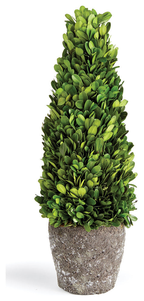 Boxwood Cone Topiary Drop-In, 16"