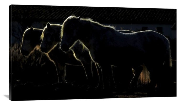 "Triplets" Stretched Canvas Giclee by Michel Romaggi, 36x21"