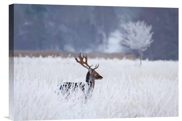 "Fallow Deer In The Frozen Winter Landscape" Canvas by Allan Wallberg, 18x12"