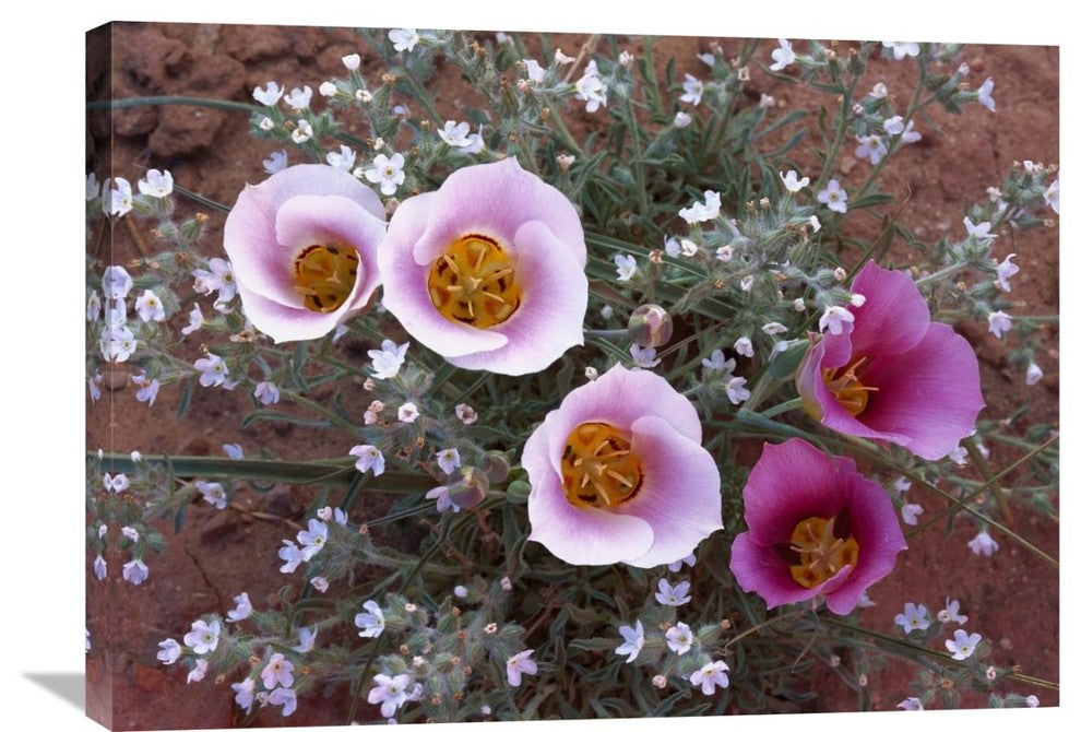"Sego Lily Group, With Edible Root, Canyonlands National Park, Utah" Artwork