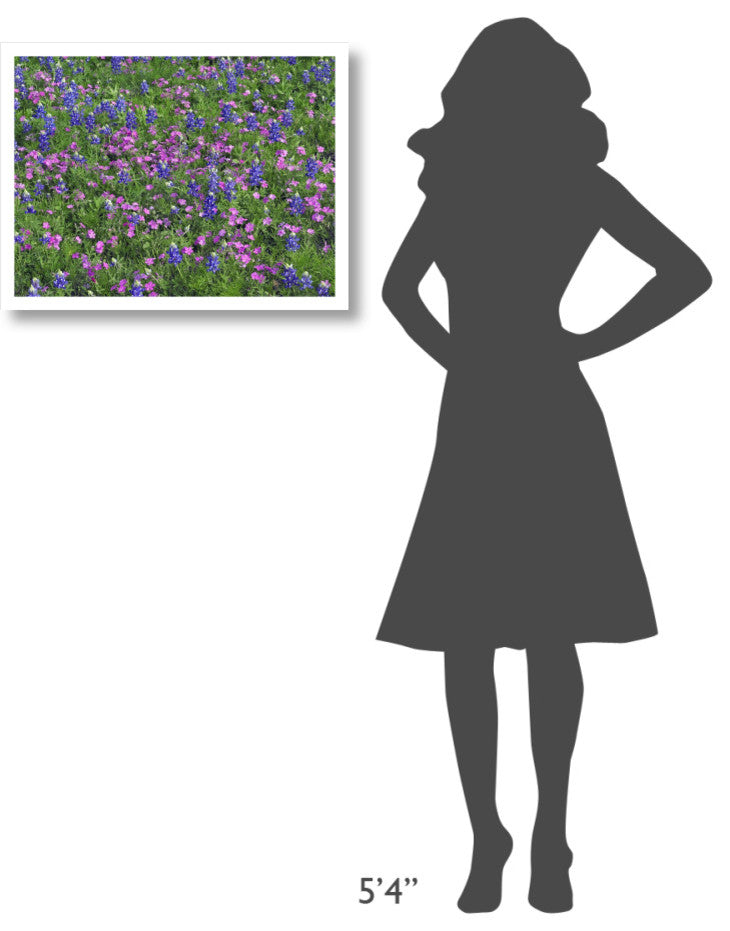 "Sand Bluebonnet and Pointed Phlox" Paper Print by Tim Fitzharris, 26"x20"