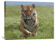 "Siberian Tiger Running, Native To Russia" Artwork, 35" x 28"