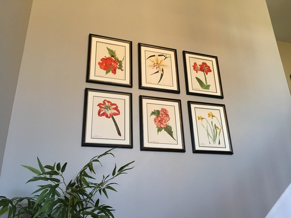 Original Vintage Paris Begonia Flower Framed Print