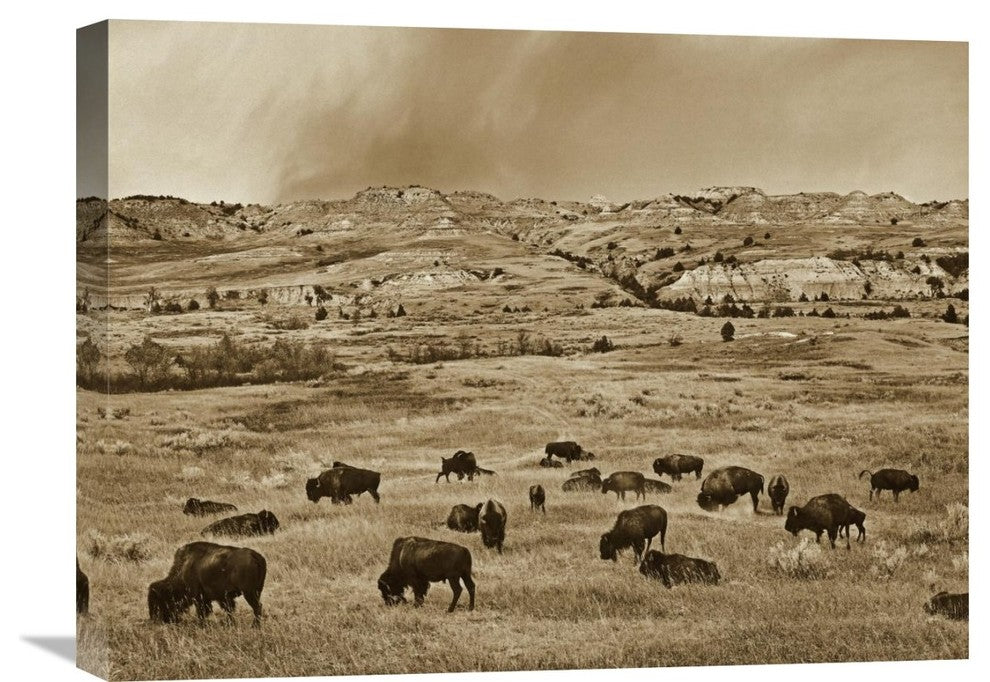 "American Bison Herd, Theodore Roosevelt National Park, North Dakota" Artwork