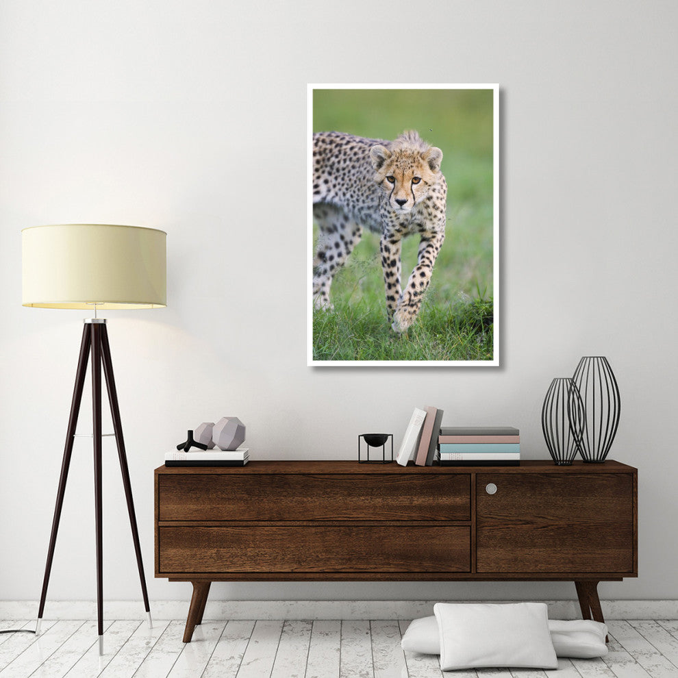 "Cheetah 6 month old cub, Masai Mara National Reserve, Kenya" Paper Art, 34"x50"