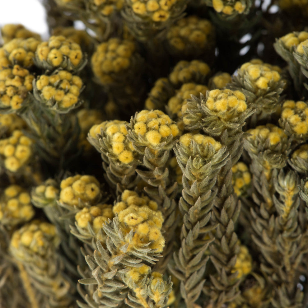 Vickerman Cotton Phylica Flower Bundle, Preserved 4oz