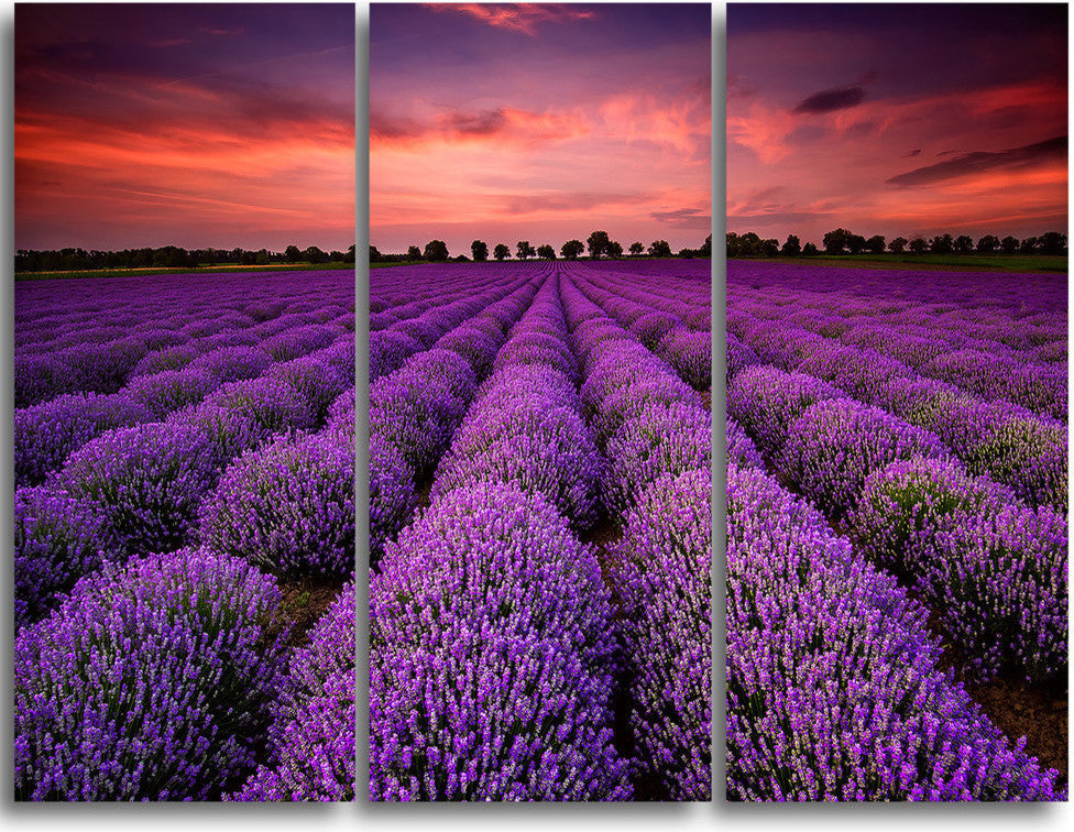"Red Sunset Over Lavender Field" Metal Wall Landscape, 3 Panels, 36"x28"
