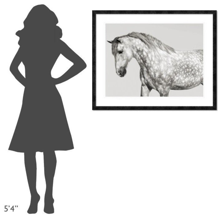 "Leia, Andalusian Pony" Framed Digital Print by Pangea Images, 40x32"