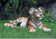 Lying Down Tiger Cub