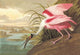 Roseate Spoonbill - Framed Paper Poster 20" x 30"