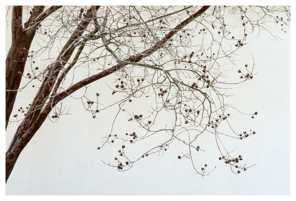 DC CHERRY BLOSSOMS, 24x36