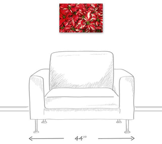 Pointsettia Blooms 1 12x18 Canvas Wall Art