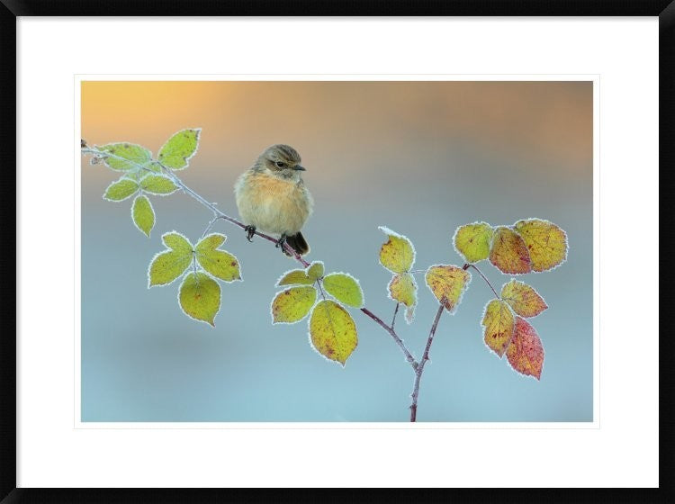 "Winter Colors" Framed Digital Print by Andres Miguel Dominguez, 32x24"
