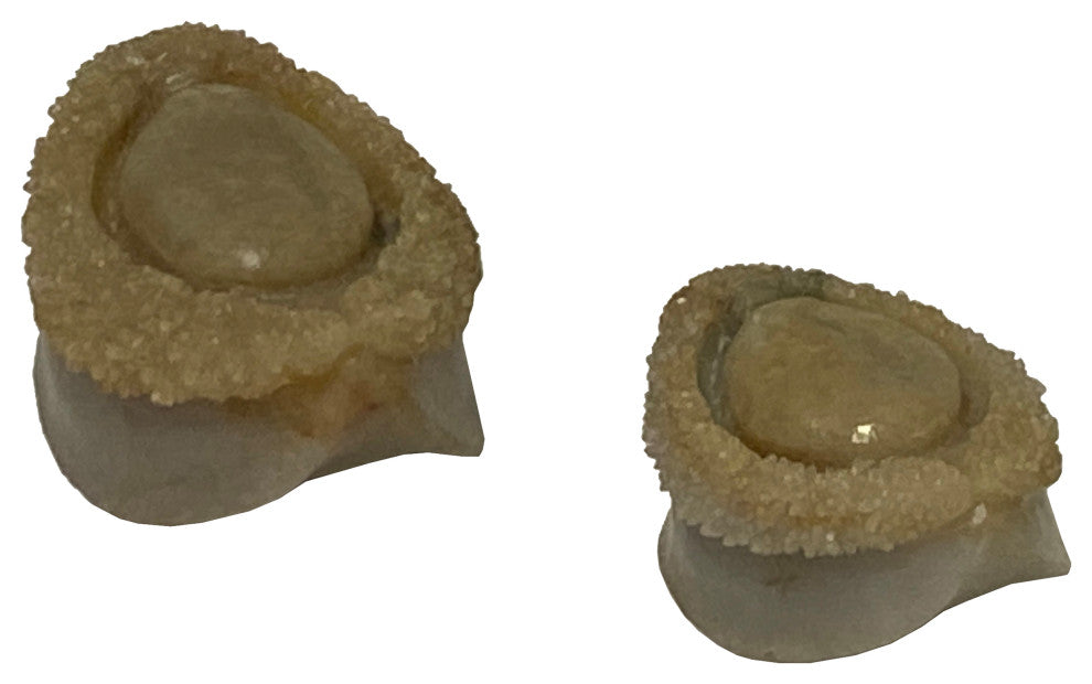 Lot 2 Stone Carved Abalone Shape Display Art, Aws2224