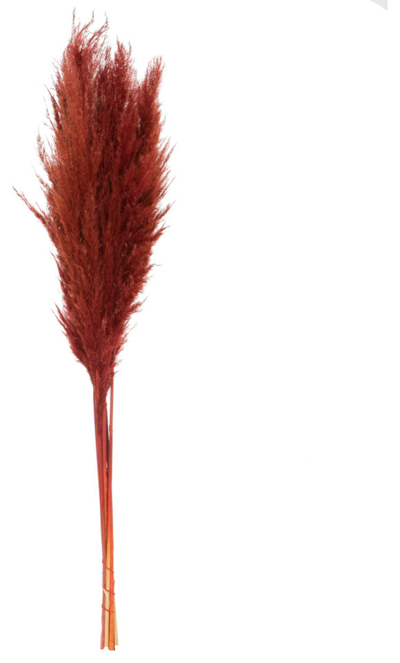 Vickerman 46" Dried Pampas Grass, Bordeaux