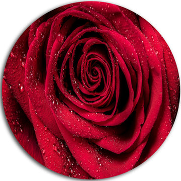 Red Rose Petals With Rain Droplets, Floral Disc Metal Wall Art, 11"