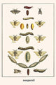 Puss Mouths, Silk Work Moths, - Paper Poster 12" x 18"