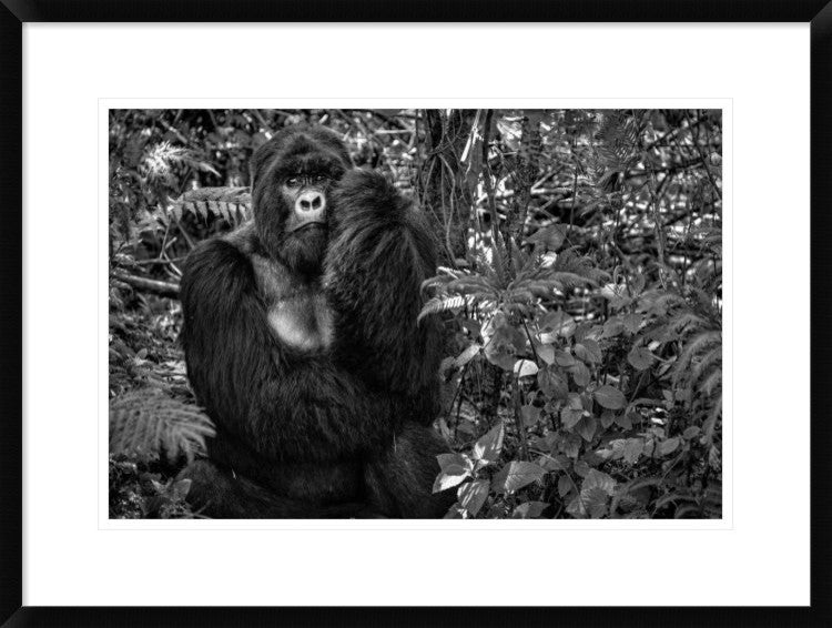 "Kwitonda Silverback" Framed Digital Print by Karen Lunney, 30x22"