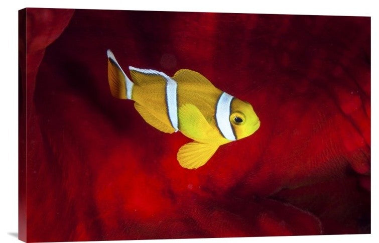 "Clownfish" Stretched Canvas Giclee by Barathieu Gabriel, 24"x16"