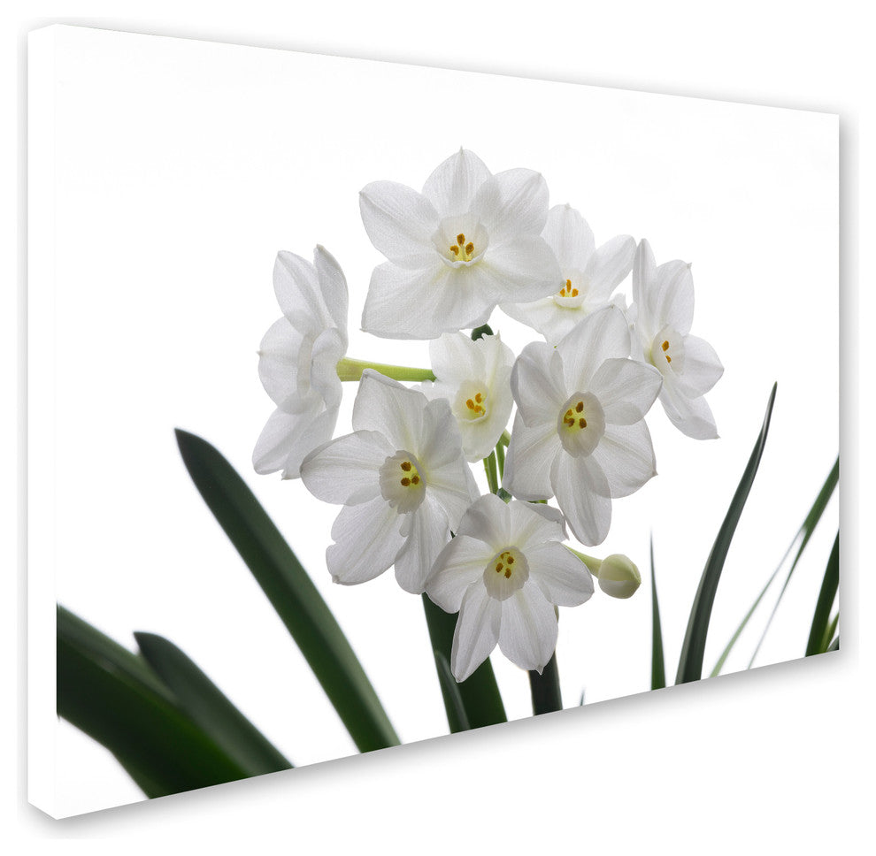 'Paper White Bouquet' Canvas Art by Kurt Shaffer