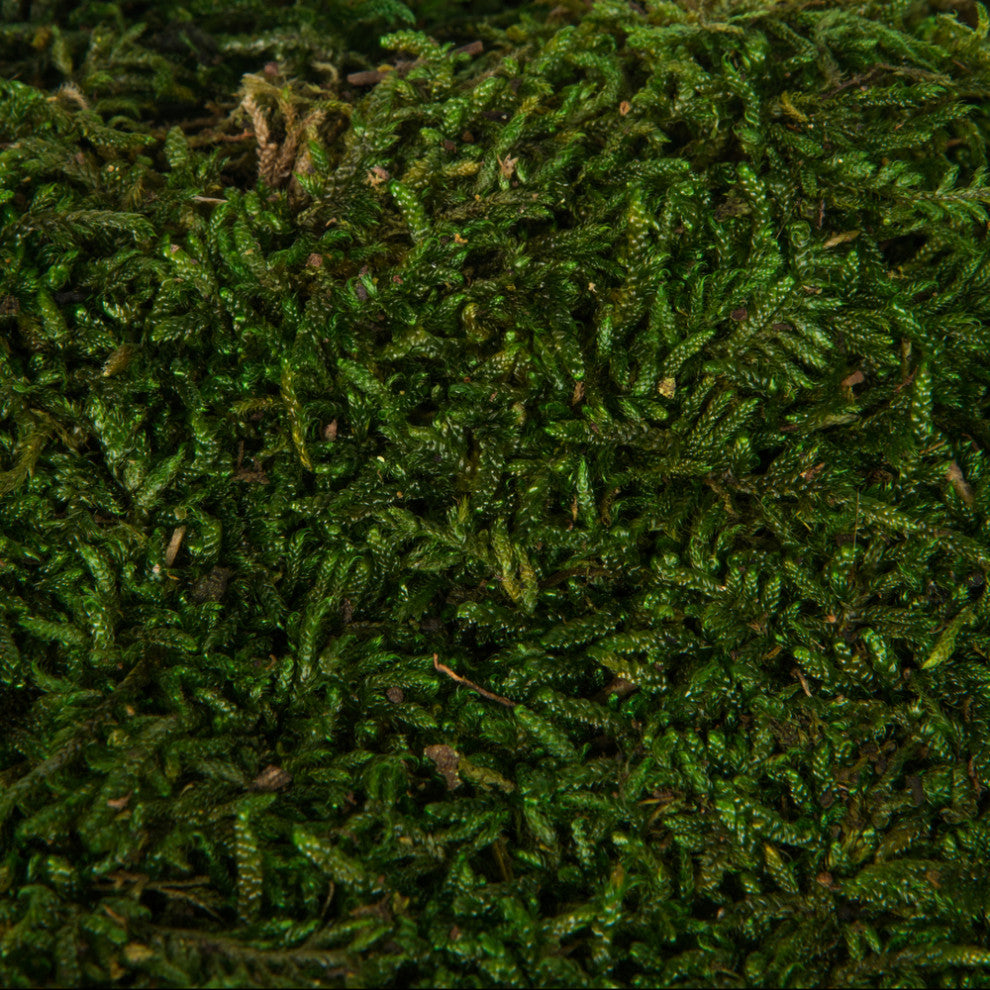 Close-up showing moss texture/color variation, indicating a variant of the main moss product.