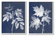 Maple Leaf Elm Stem Vintage Blue White Illustration,2pc, each 16 x 20
