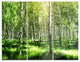 "Beautiful Birch Grove" Glossy Metal Wall Art, 3 Panels, 36"x28"