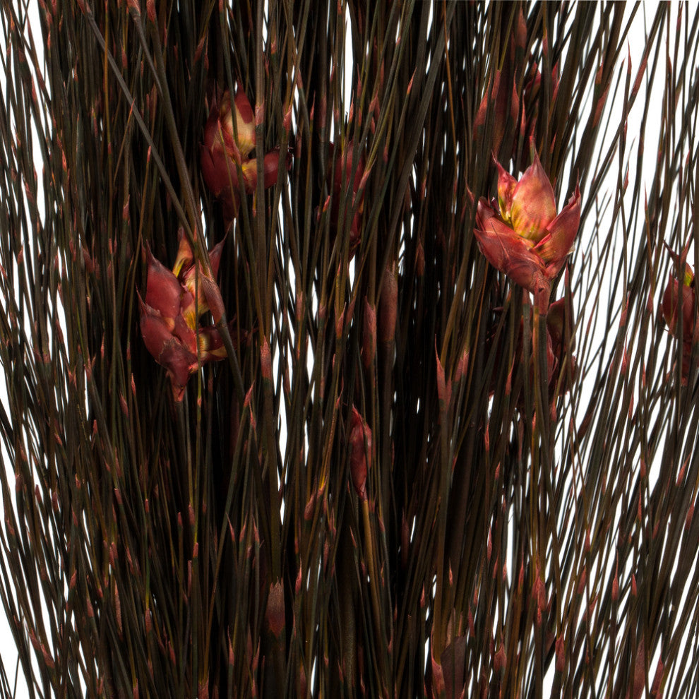 Vickerman 36"-40" Bell Grass with Seed Pods, Preserved