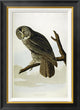 "Great Cinereous Owl" Framed Canvas Giclee by John James Audubon, 20x28"