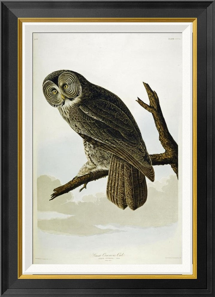 "Great Cinereous Owl" Framed Canvas Giclee by John James Audubon, 20x28"