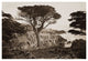 "Cypress Point, Monterey, California, about 1880s" Paper Art, 24"x17"