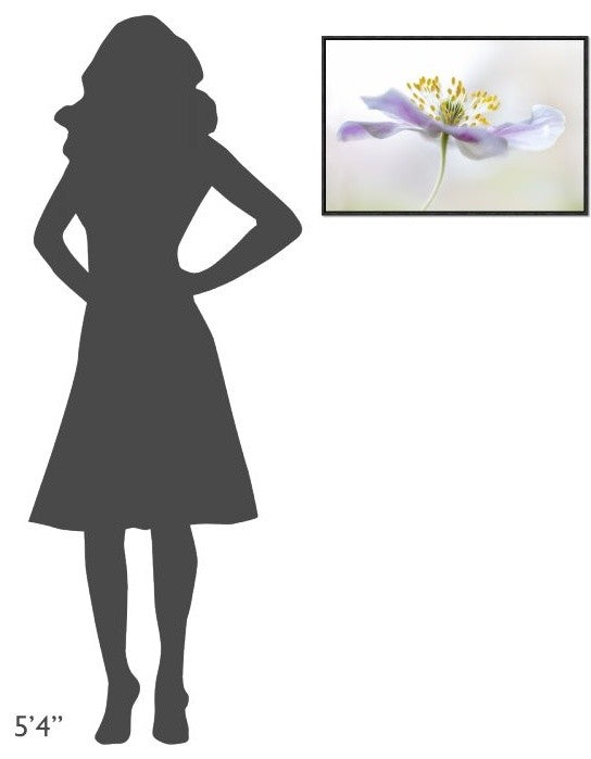 "Wood Anemone" Framed Canvas Giclee by Mandy Disher, 25x17"