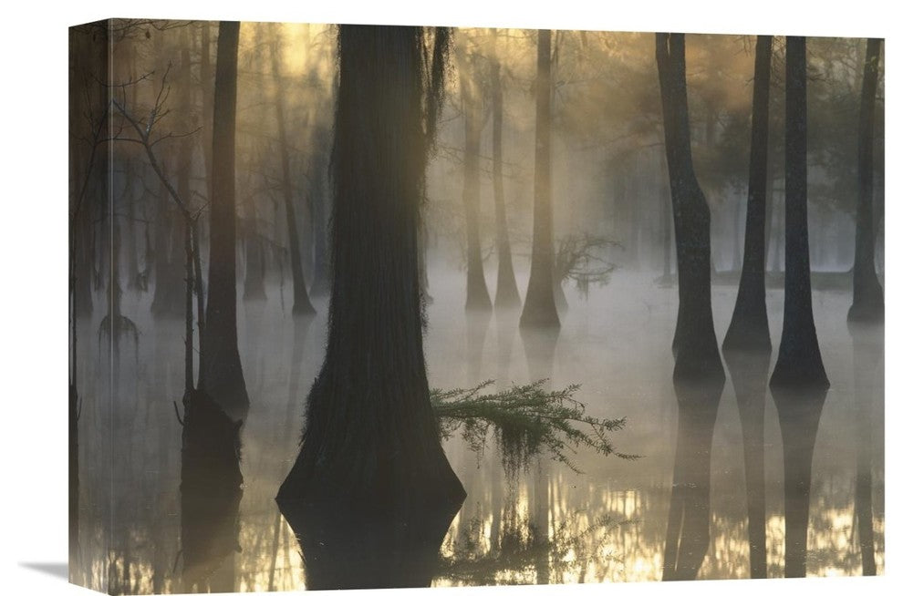 "Bald Cypress Grove At Dawn, Lake Fausse Pointe, Louisiana" Artwork