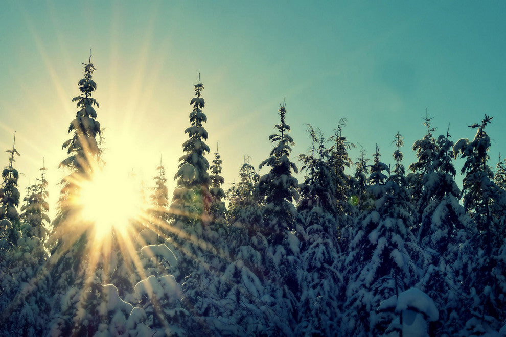 "Shine Bright" Painting Print on Wrapped Canvas